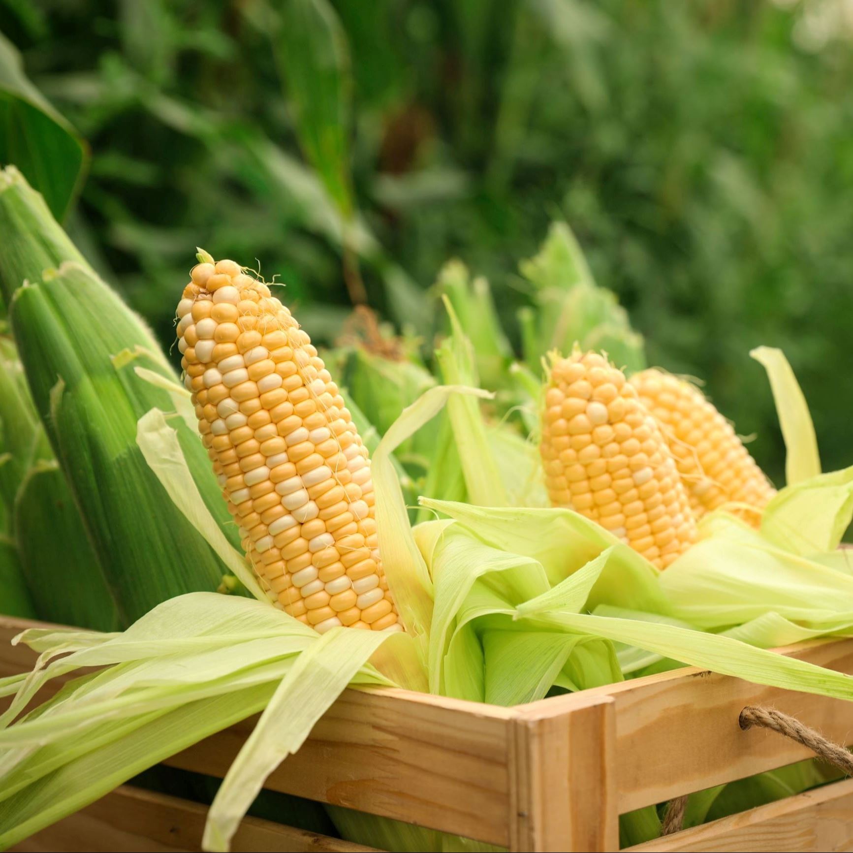 Corn_small