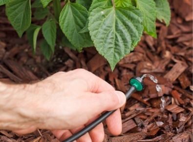 Drip irrigation hose shown in garden mulch